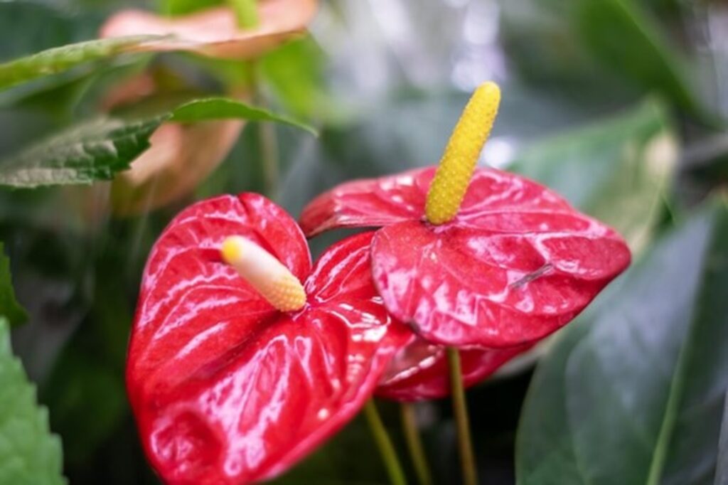 Anthurium (Flamingo Flower)
