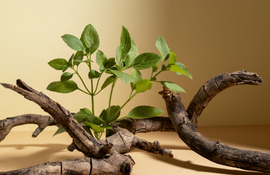 4. Ashwagandha
