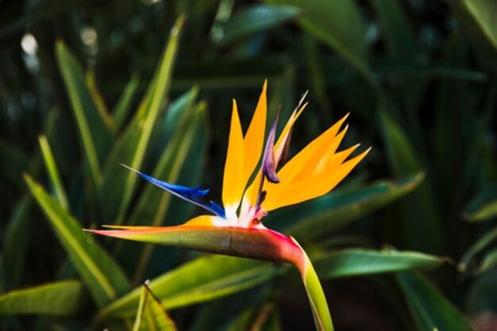 Bird of Paradise (Strelitzia reginae)