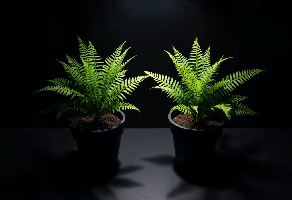 Boston Fern (Nephrolepis exaltata)