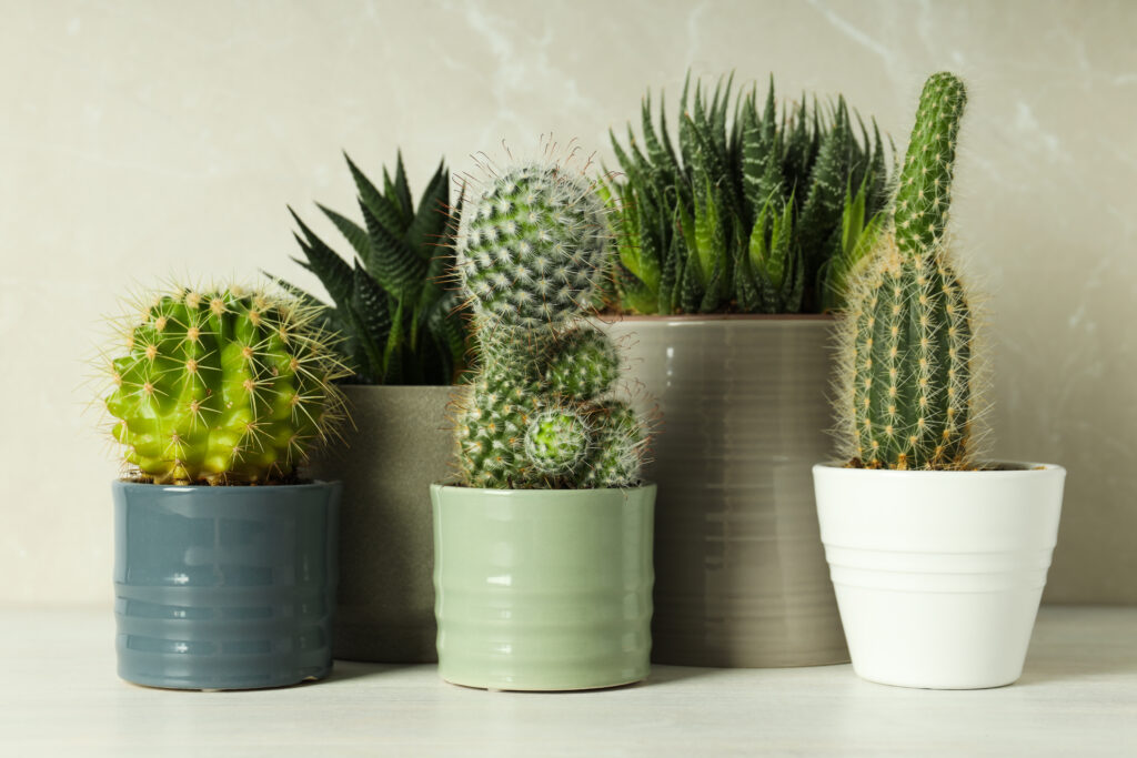 Cactus (Indoor Varieties)