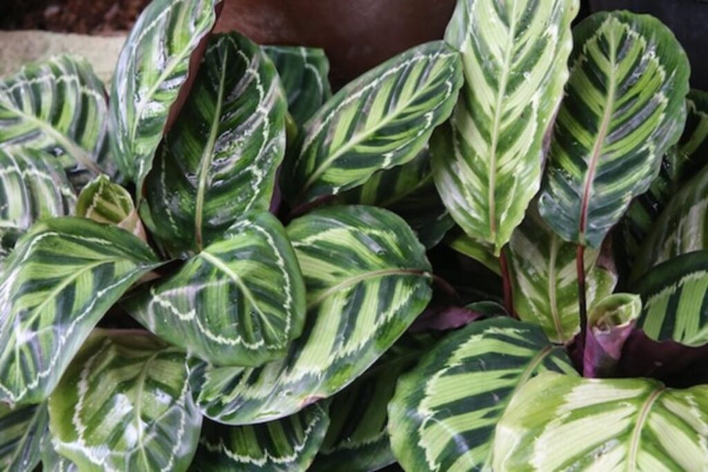 Calathea (Prayer Plant)
