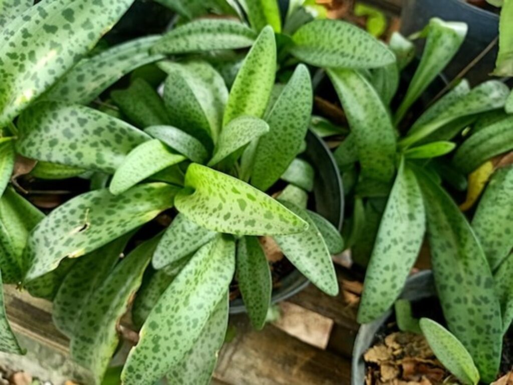 Cast-Iron Plant (Aspidistra elatior)