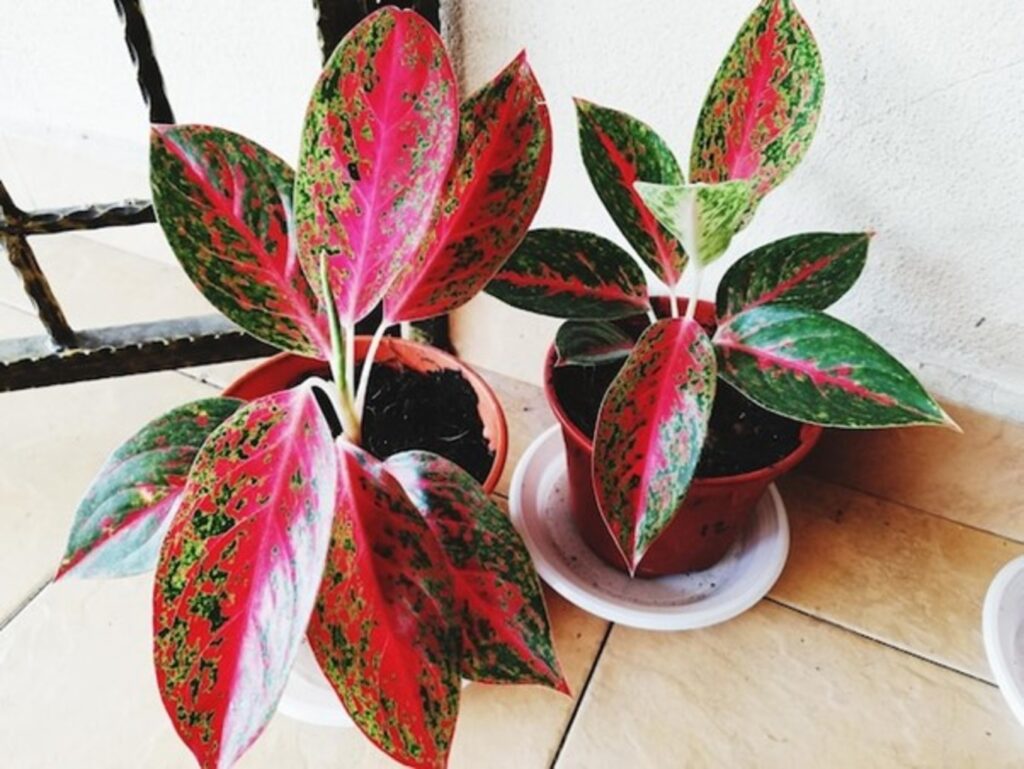 Chinese Evergreen (Aglaonema)