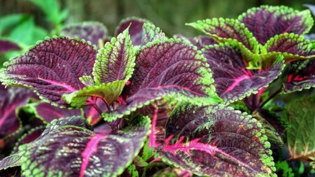 Coleus Plant