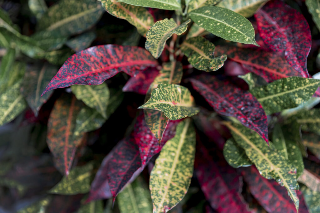 Croton Plant