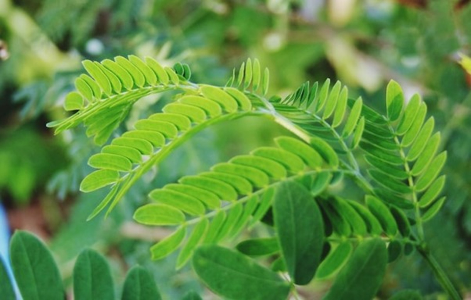 Curry Leaves