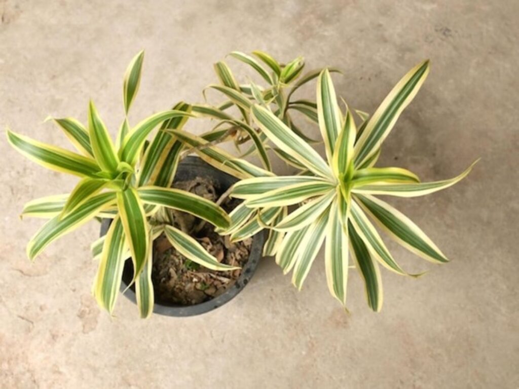 Dracaena