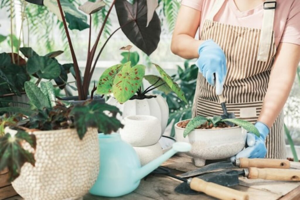 Essential Care Tips for Outdoor Plants