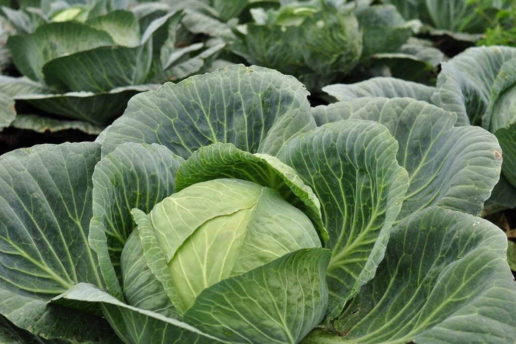 Gives You Fresh Food and Saves Money