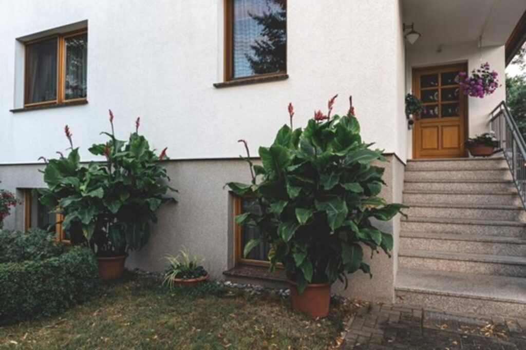 How to Choose the Right Outdoor Plants