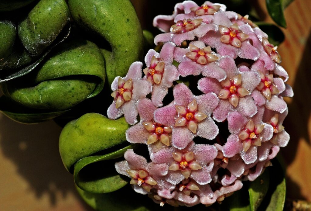 Hoya (Wax Plant)