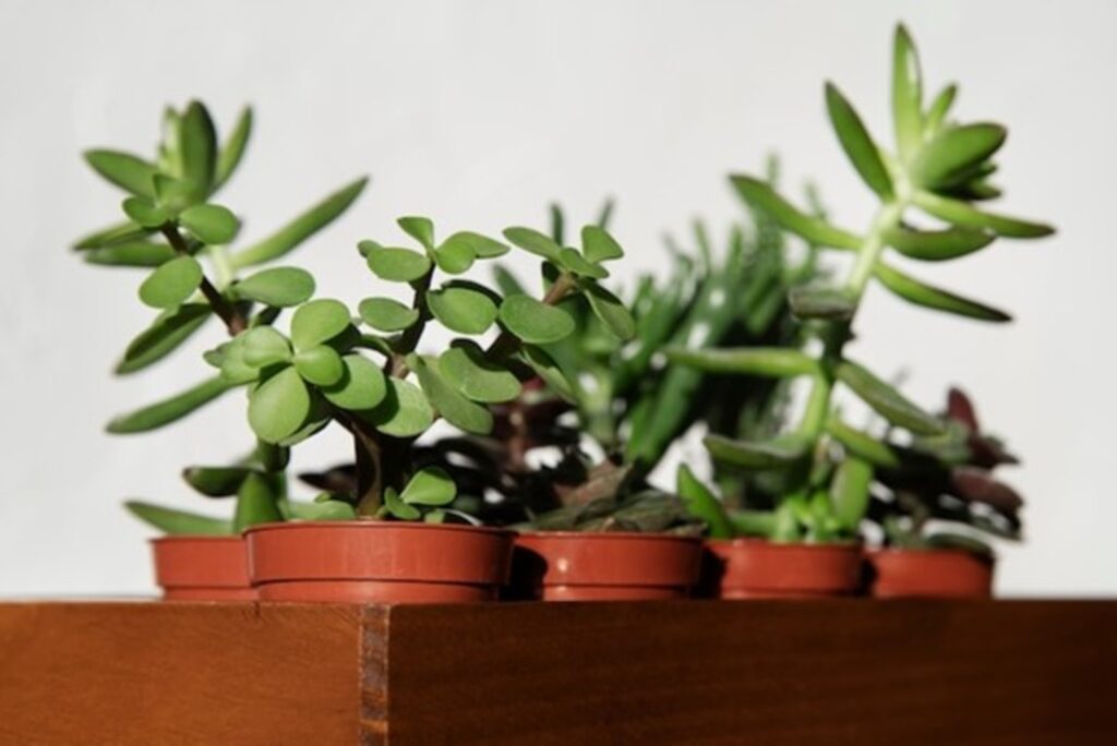 Jade Plant (Crassula ovata)