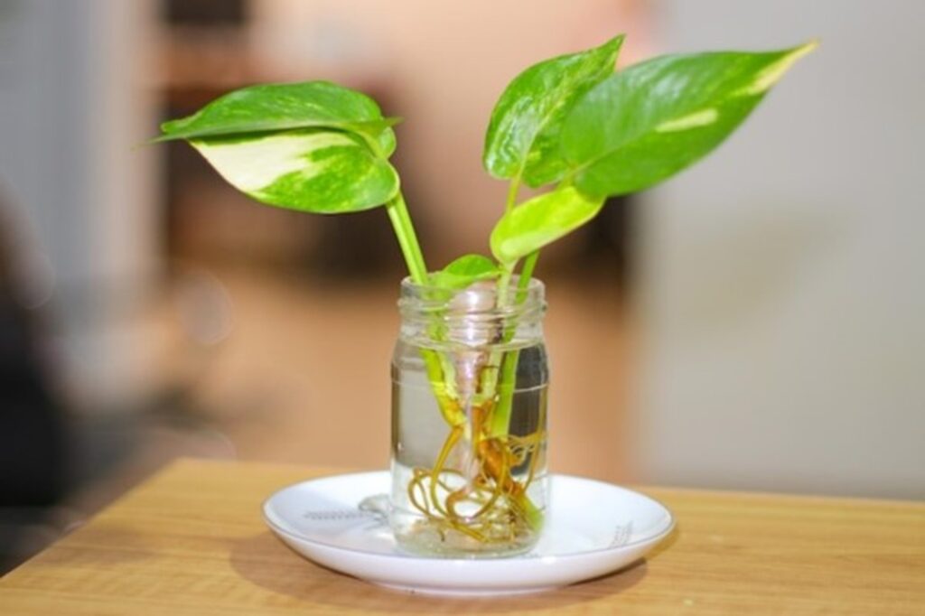 Money Plant (Pothos / Devil’s Ivy)