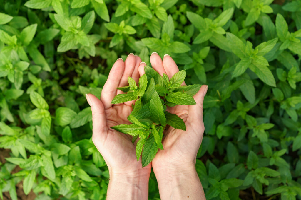 Mint (Pudina) Plant