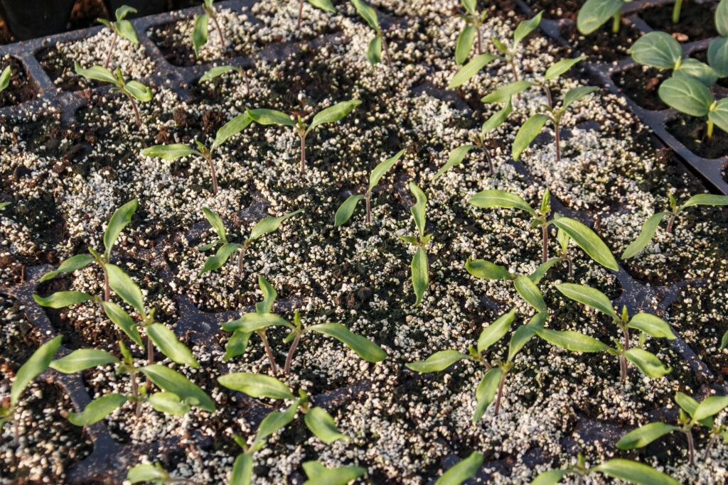 soil mix