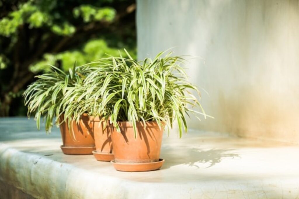 Spider Plant (Chlorophytum comosum)