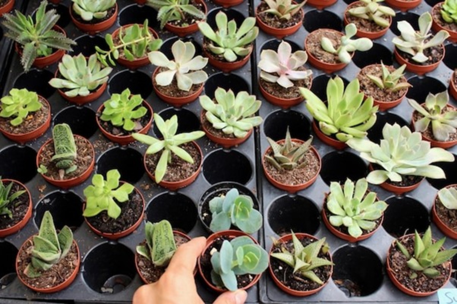 Succulents (Various Types)