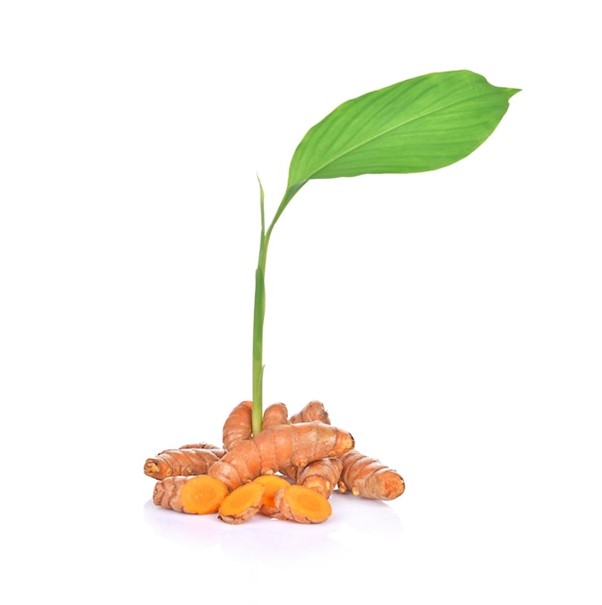 Turmeric (Haldi) Plants