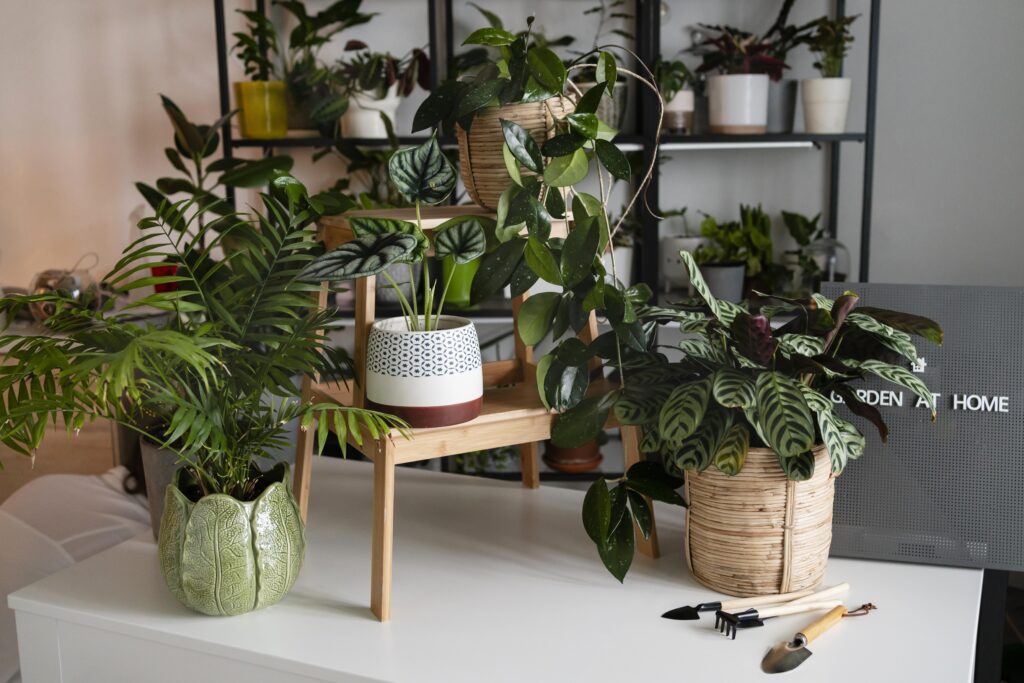 Why Indoor Plants Are Popular