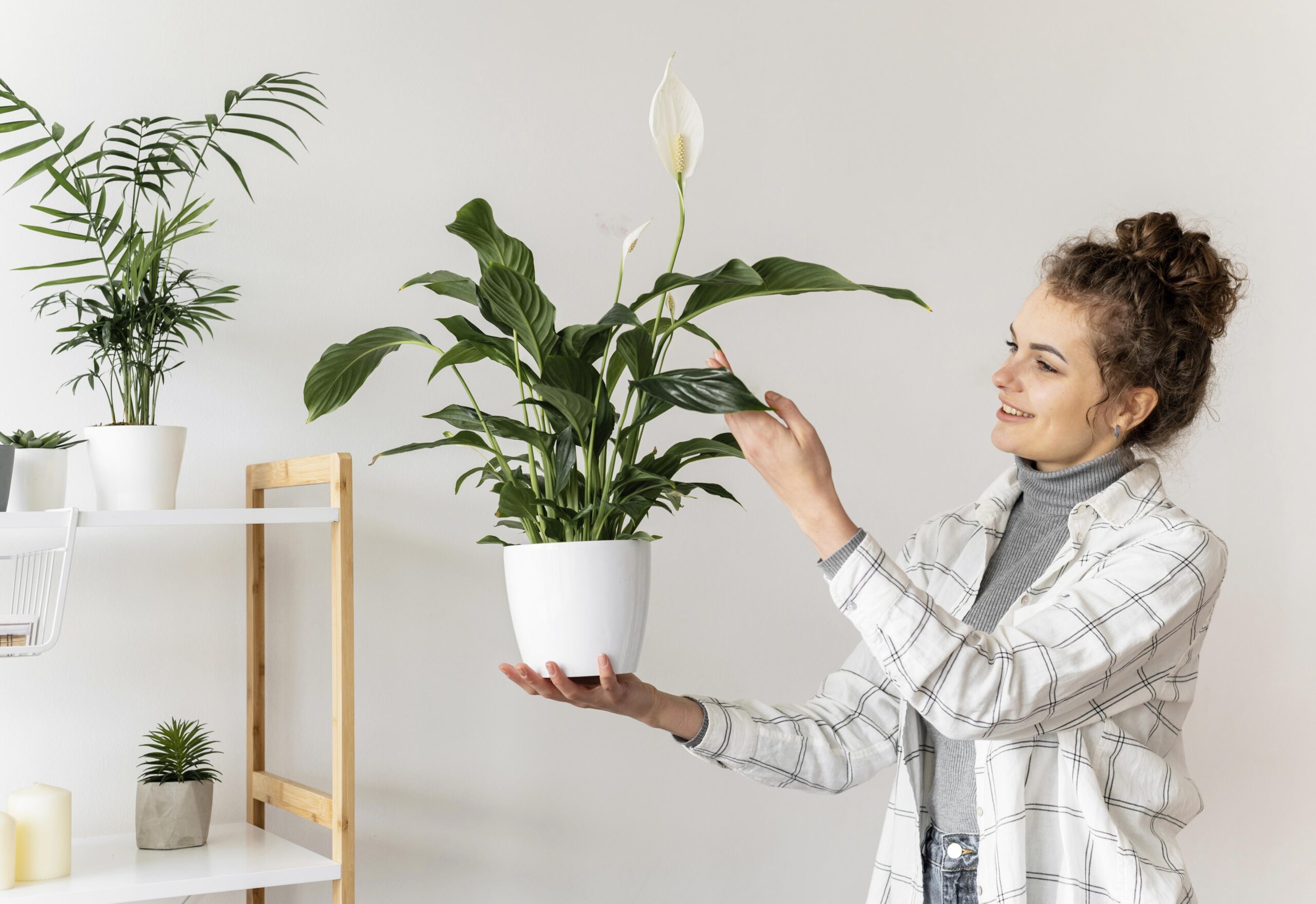 Peace Lily Benefits: A Natural Way to Purify Your Home - Maali Bhaiya