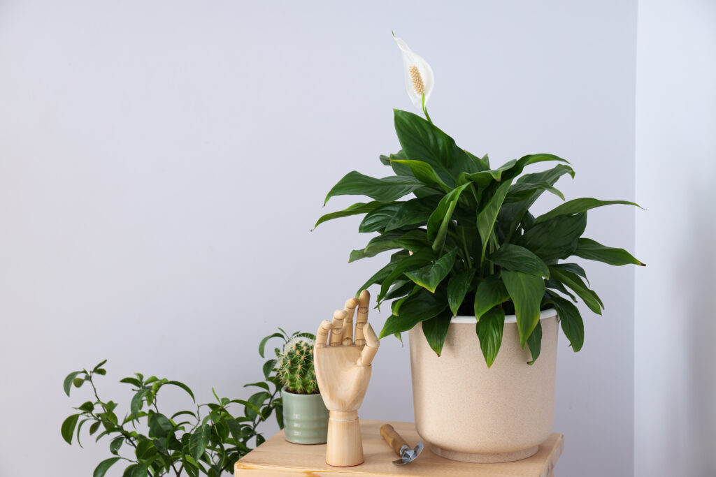 lily image