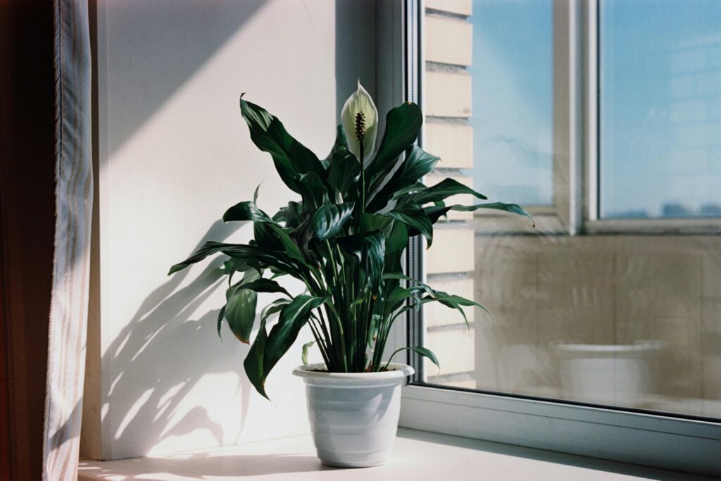 ZZ Plant (Zamioculcas zamiifolia)