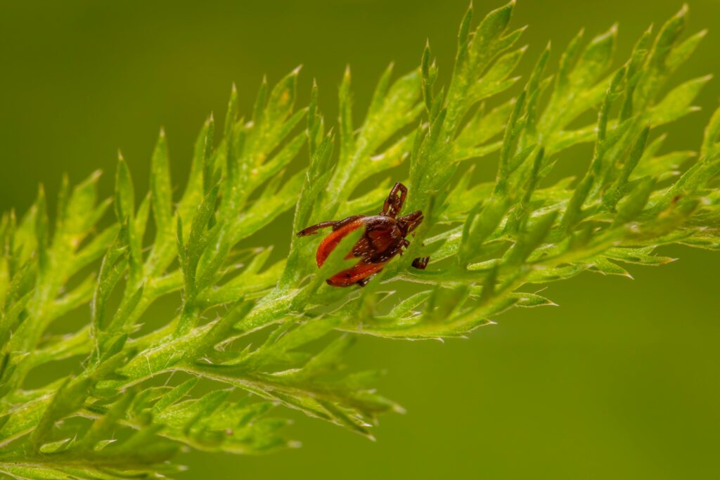 common plant pest 