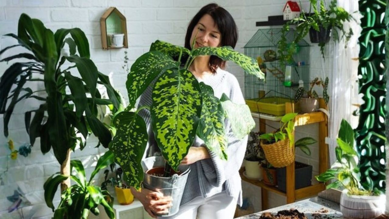 Best Plant In Your Home