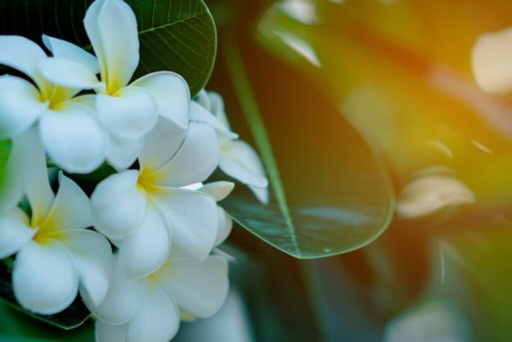 Champa (Plumeria) – The Temple Flower