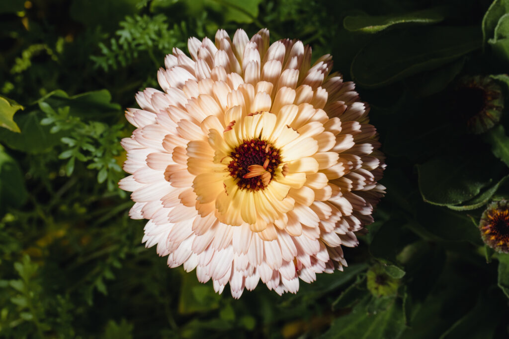 Chrysanthemum (Shevanti) – The Natural Insect Repellent