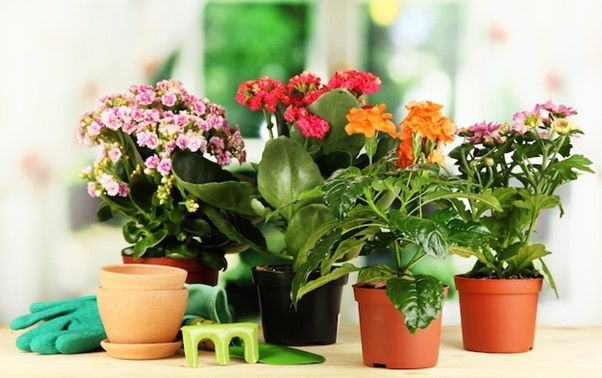 Growing Flower