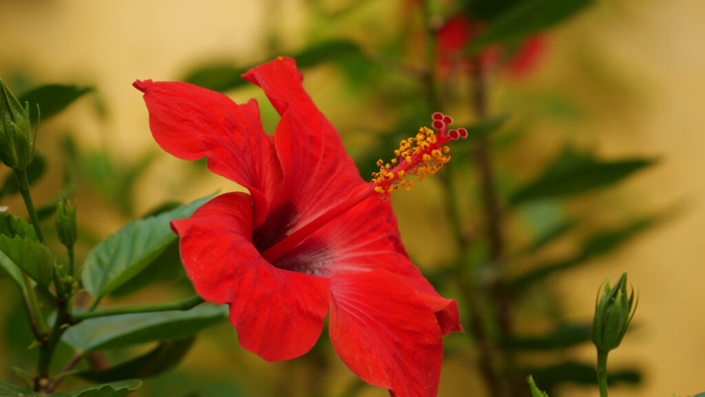 Hibiscus (Gudhal) – The Ever-Blooming Beauty