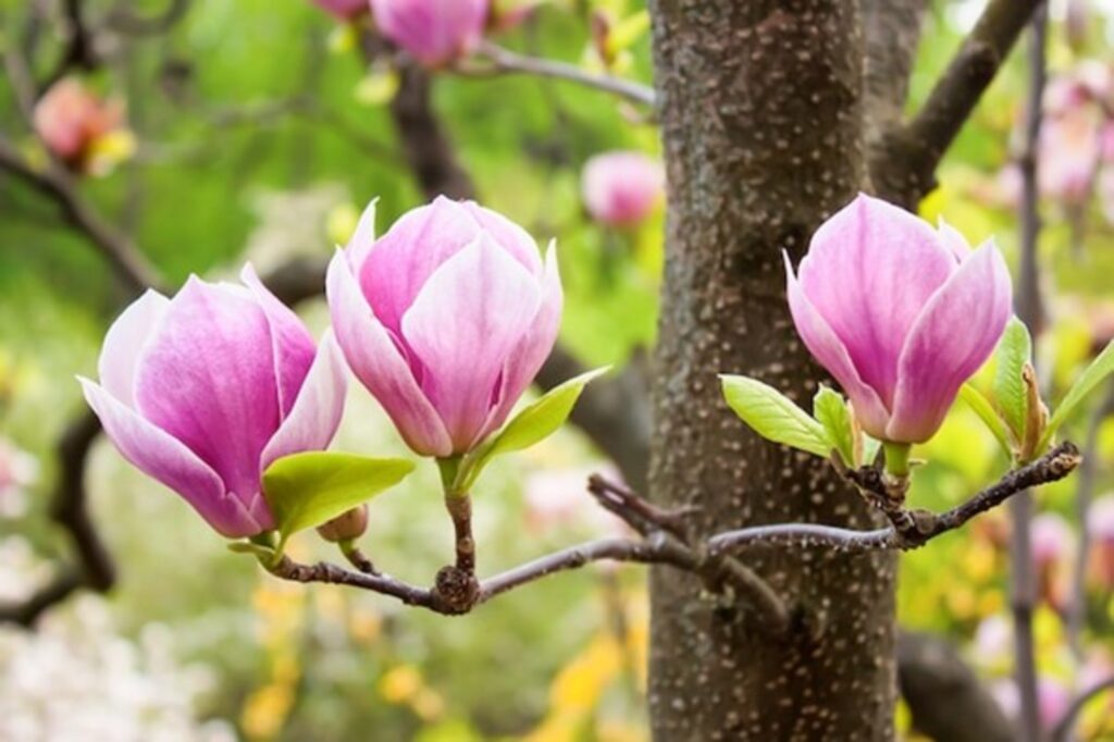 Magnolia (Champa Tree) – The Royal Scent