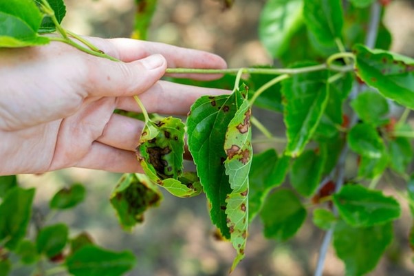 Overlooking Plant Diseases
