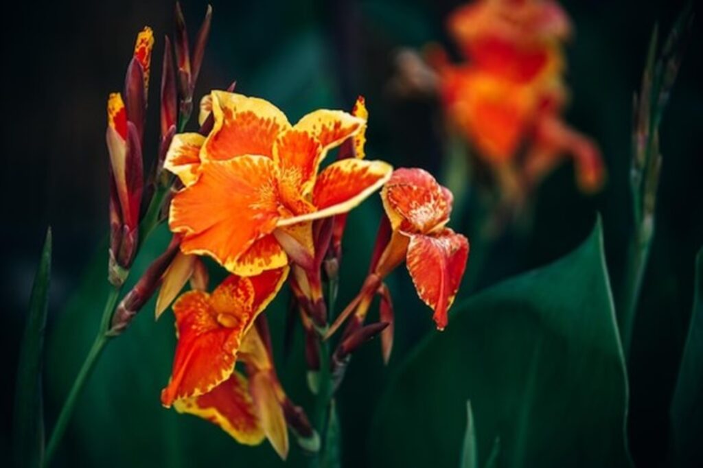 Palash (Flame of the Forest) – The Fire Flower