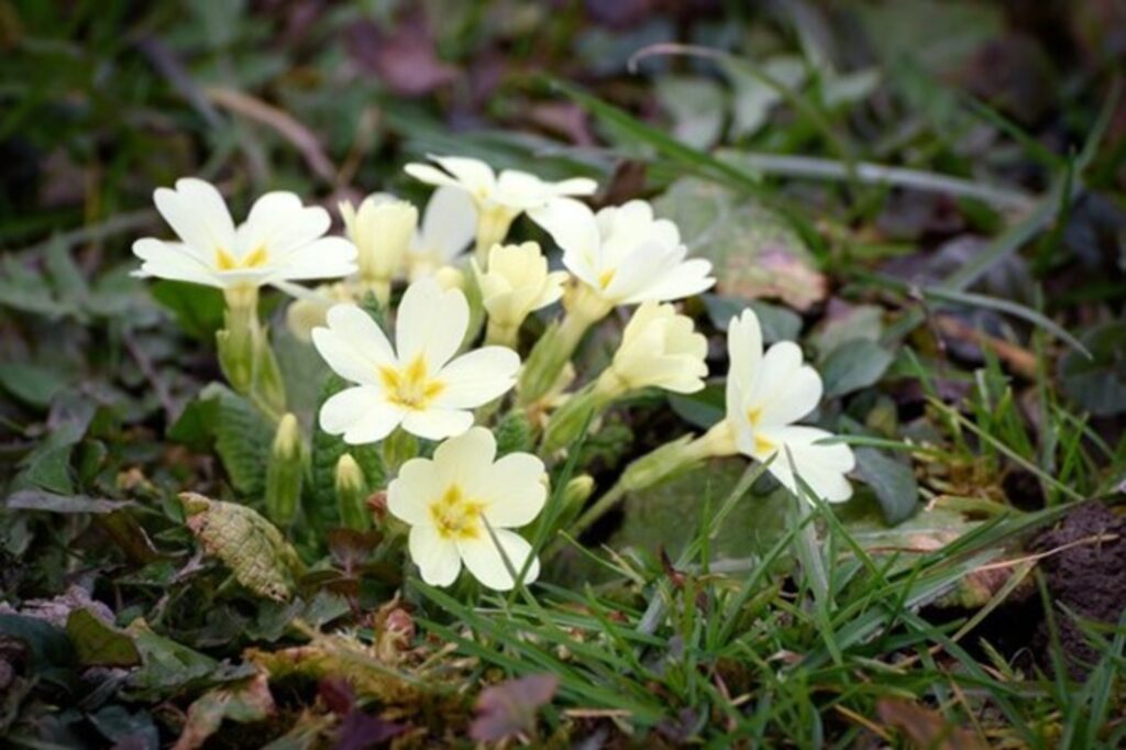 Parijat (Night Jasmine / Haarsingar) – The Morning Bloom
