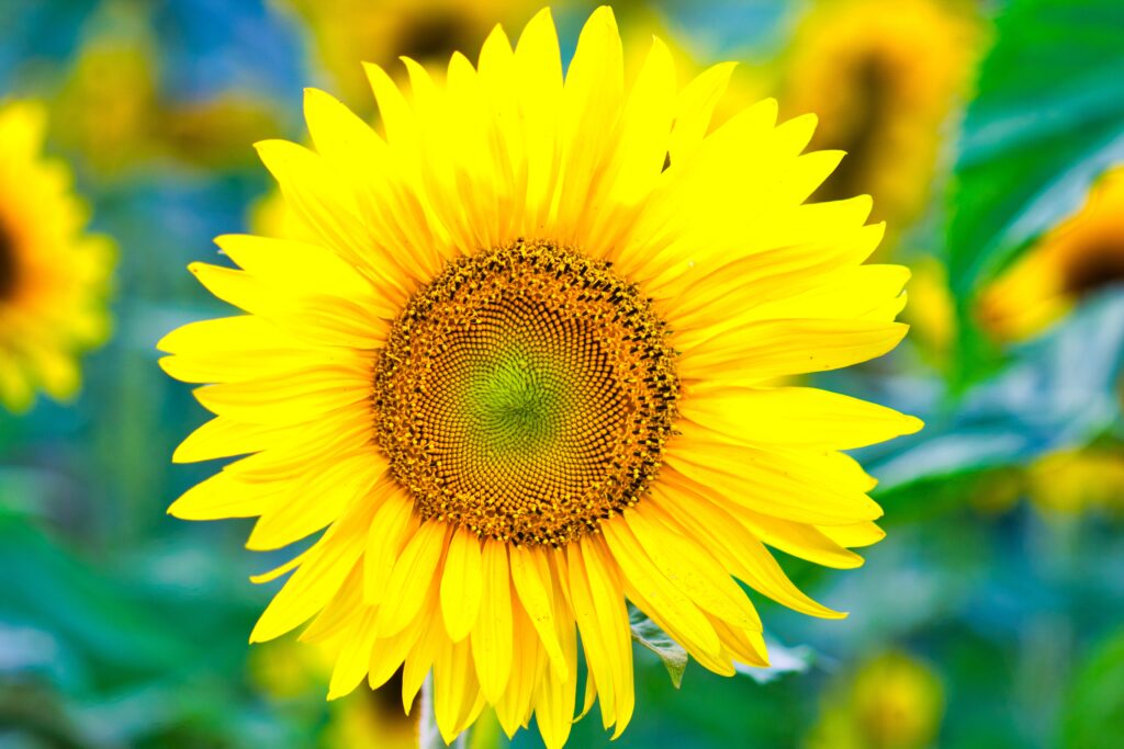 Sunflower (Suraj Mukhi) – The Sunshine Flower