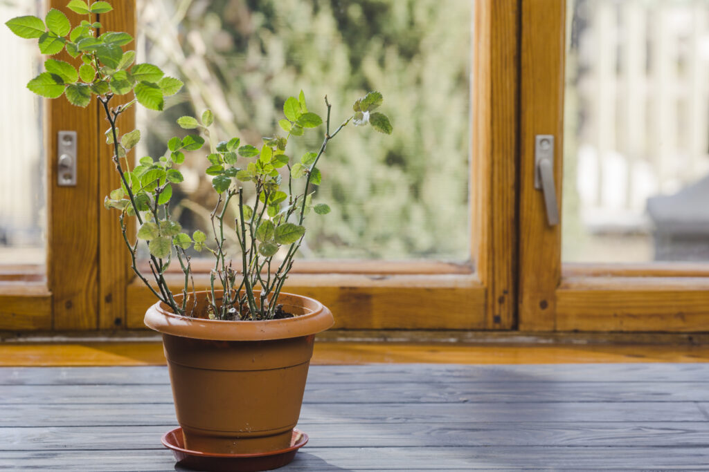 Tulsi Plant