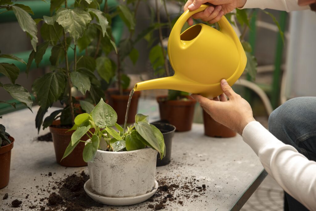 Overwatering Your Plants