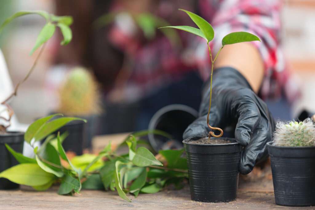 sensitive plants