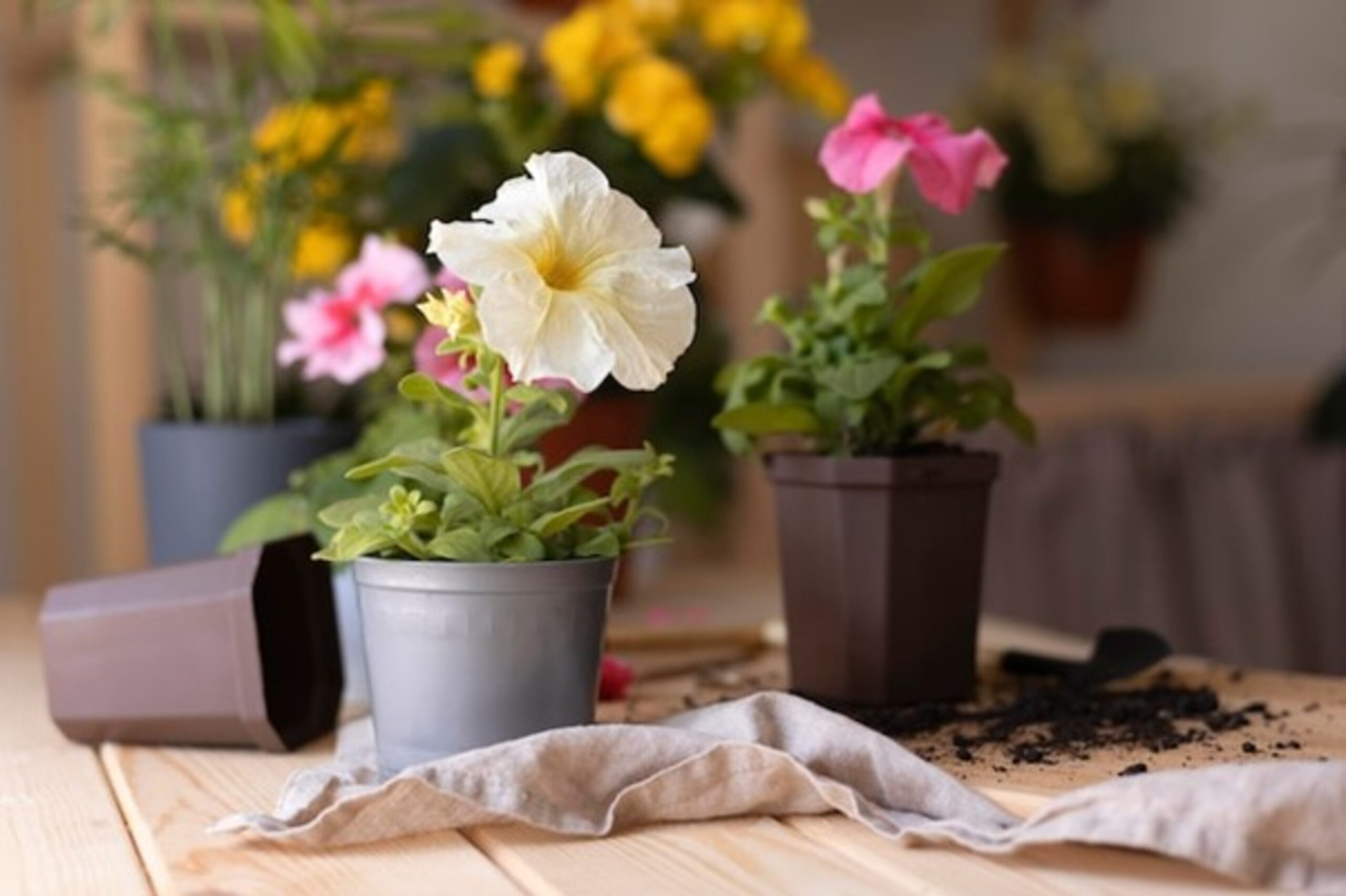 Importance of Traditional Flowers in Indian Culture