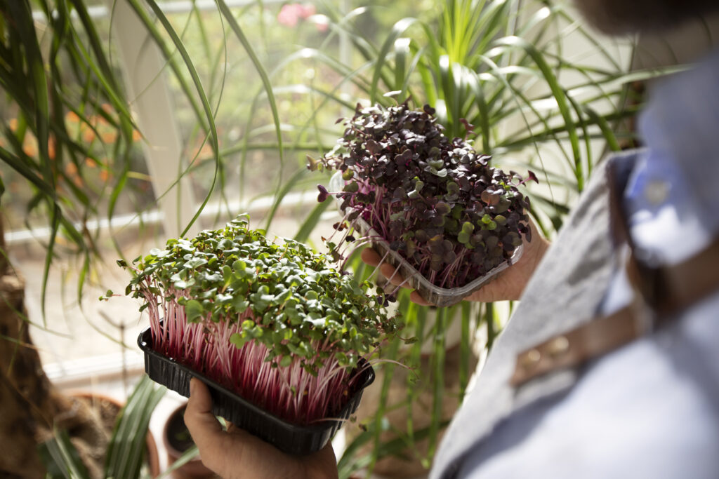 Sensitive Plant