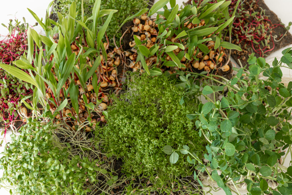 sensitive plants for gardern