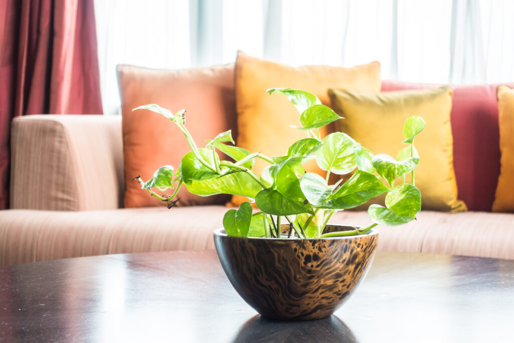 Money Plant