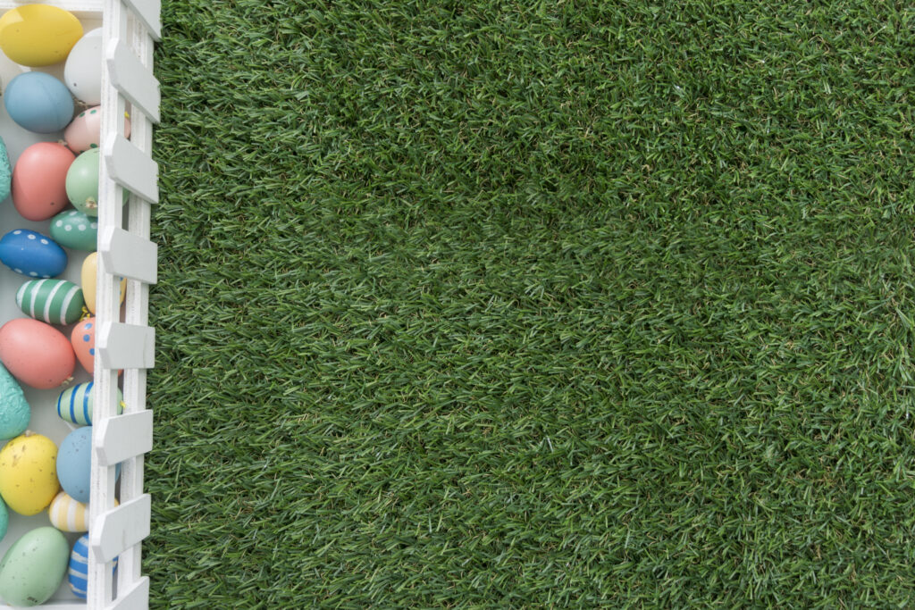 Best Carpet Grass Varieties for Lawns, Parks, and Playgrounds
