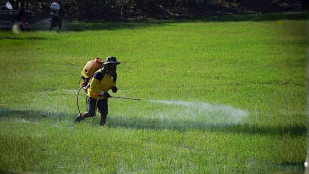 Dealing with Weeds, Pests, and Diseases