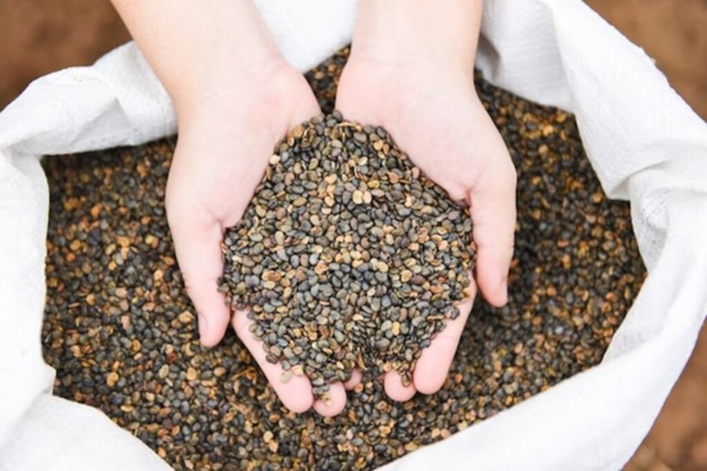 How to Choose the Right Seed for Your Lawn