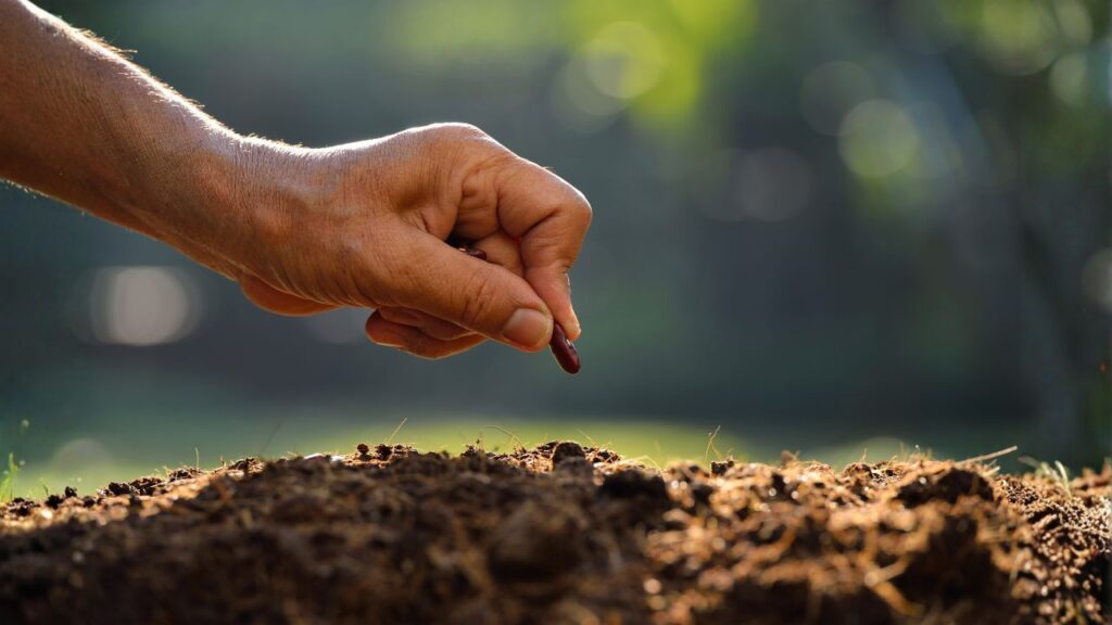 How to Choose the Right Seed for Your Lawn