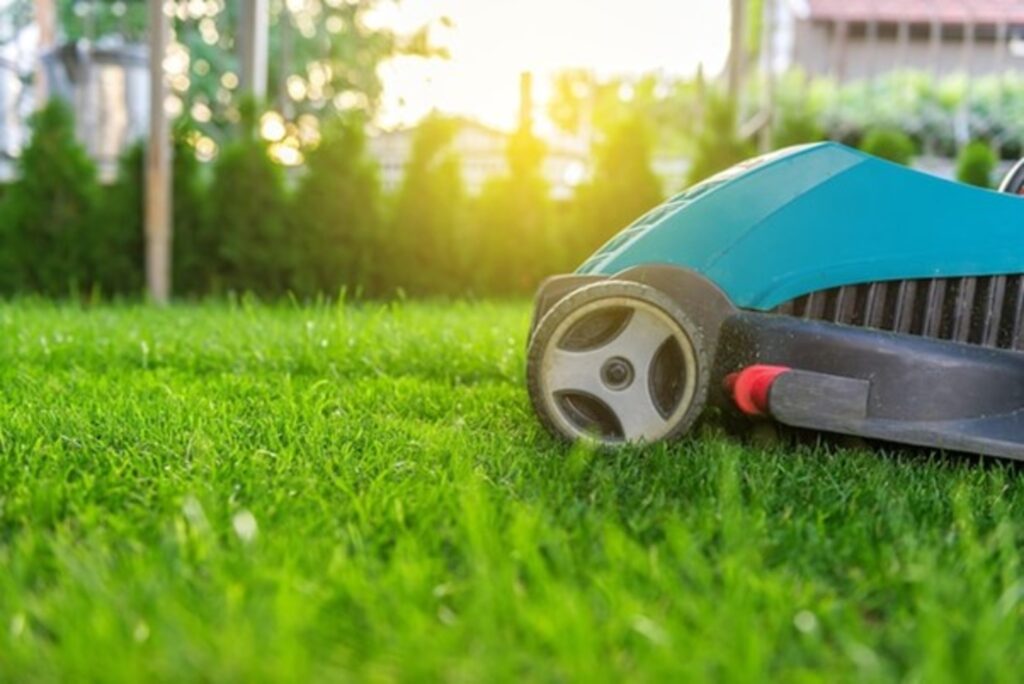 Maintenance Tips for Healthy Carpet Grass